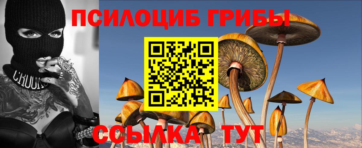 Псилоцибиновые грибы Psilocybine cubensis Свободный